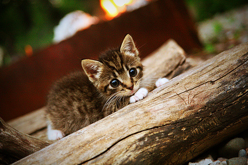 爱游戏电竞-哥伦比亚女足在巴黎奥运会比赛中表现出色，赢得奖牌，哥伦比亚 男足